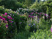 Gallica- und Alba Rosen